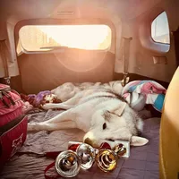 King, a male Siberian Husky for sale in Medford, OR – Photo 3 of 5