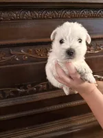 Bear, a male West Highland White Terrier for sale in Redding, CA – 3 of 3