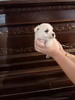Sweet Pea, a female West Highland White Terrier for sale in Redding, CA – 5 of 8