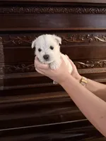 Sweet Pea, a female West Highland White Terrier for sale in Redding, CA – 4 of 8