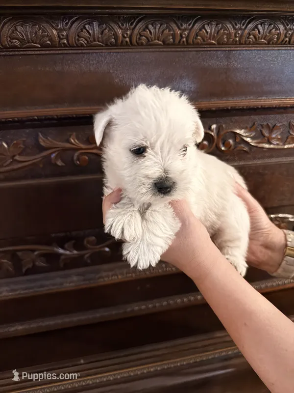 Bear – West Highland White Terrier puppy for sale in Redding, CA