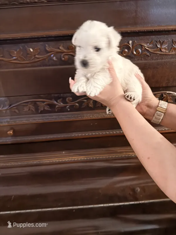 Olive Oil  – West Highland White Terrier puppy for sale in Redding, CA