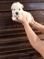 Olive Oil , a female West Highland White Terrier for sale in Redding, CA – 2 of 4