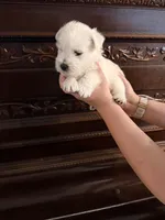 Bear, a male West Highland White Terrier for sale in Redding, CA – 2 of 3