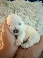 Sweet Pea, a female West Highland White Terrier for sale in Redding, CA – 8 of 8