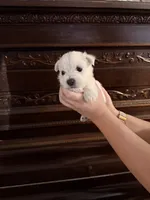 Sweet Pea, a female West Highland White Terrier for sale in Redding, CA – 6 of 8