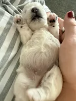 Sweet Pea, a female West Highland White Terrier for sale in Redding, CA – 2 of 8