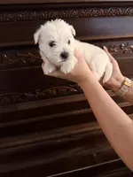 Olive Oil , a female West Highland White Terrier for sale in Redding, CA – 4 of 4