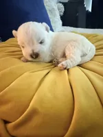 Sweet Pea, a female West Highland White Terrier for sale in Redding, CA – 7 of 8