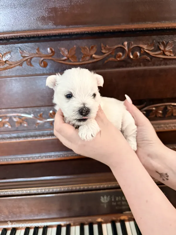 Sweet Pea – West Highland White Terrier puppy for sale in Redding, CA