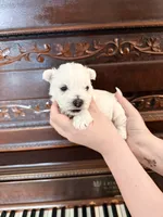 Sweet Pea, a female West Highland White Terrier for sale in Redding, CA – 1 of 8
