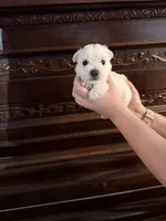 Sweet Pea, a female West Highland White Terrier for sale in Redding, CA – 3 of 8