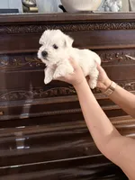 Olive Oil , a female West Highland White Terrier for sale in Redding, CA – 3 of 4