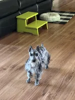 Vanner, a male Miniature Schnauzer for sale in Brixey, MO – 1 of 3