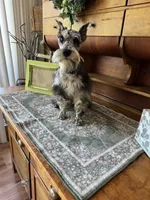 Vanner, a male Miniature Schnauzer for sale in Brixey, MO – 3 of 3