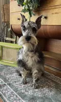 Vanner, a male Miniature Schnauzer for sale in Brixey, MO – 2 of 3