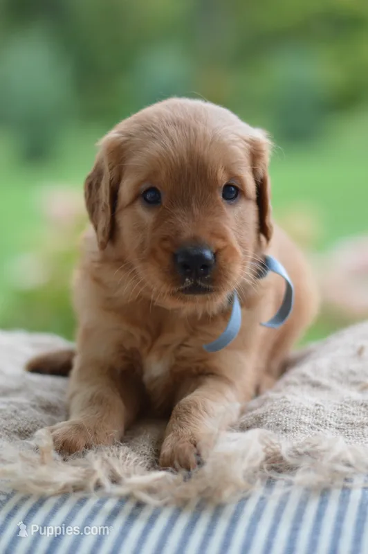 Light Blue Collar  – Golden Retriever puppy for sale in Creston, OH