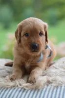 Light Blue Collar , a male Golden Retriever for sale in Creston, OH – 1 of 6