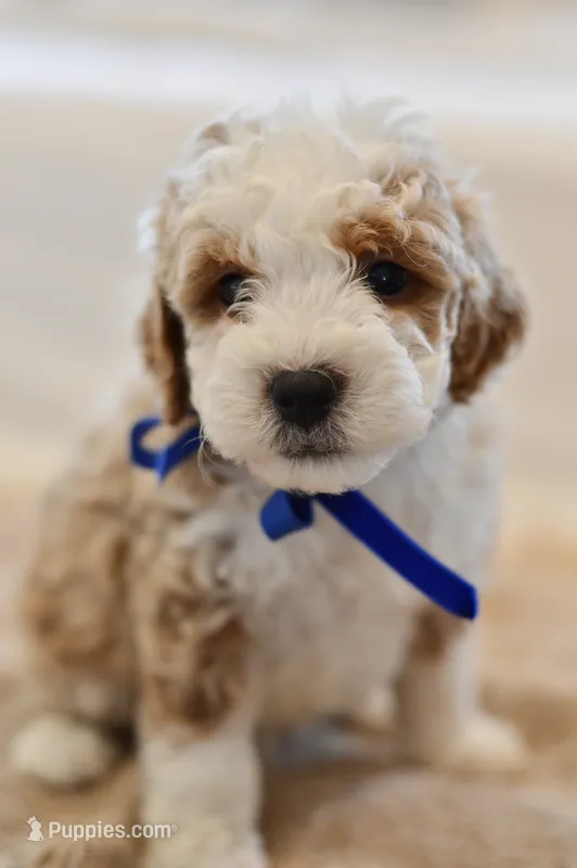 April – Miniature Goldendoodle puppy for sale in Creston, OH
