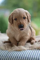 Gray Collar, a male Golden Retriever for sale in Creston, OH – 4 of 9