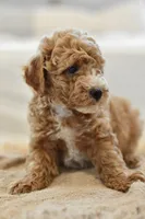 November, a male Miniature Goldendoodle for sale in Creston, OH – 5 of 9