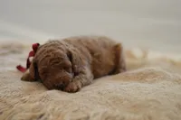 Miny, a female Poodle - Miniature  for sale in Creston, OH – 2 of 10