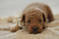 Moe, a female Poodle - Miniature  for sale in Creston, OH – 7 of 8
