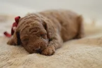 Miny, a female Poodle - Miniature  for sale in Creston, OH – 5 of 10