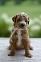 November, a male Miniature Goldendoodle for sale in Creston, OH – 9 of 10