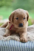 Red Collar , a male Golden Retriever for sale in Creston, OH – 3 of 10