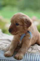 Light Blue Collar , a male Golden Retriever for sale in Creston, OH – 5 of 6