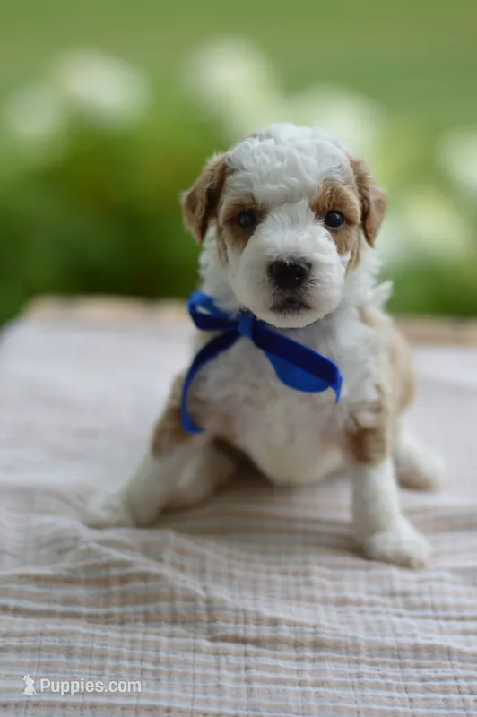 April – Miniature Goldendoodle puppy for sale in Creston, OH