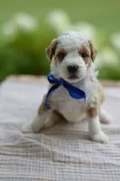 April, a male Miniature Goldendoodle for sale in Creston, OH – 1 of 8