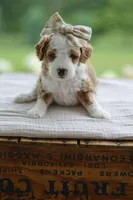 February, a female Miniature Goldendoodle for sale in Creston, OH – 3 of 9