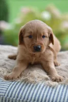 Brown Collar, a male Golden Retriever for sale in Creston, OH – 10 of 10