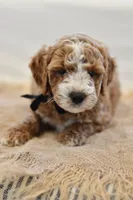 May, a male Miniature Goldendoodle for sale in Creston, OH – 3 of 10