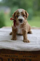 July, a male Miniature Goldendoodle for sale in Creston, OH – 4 of 10