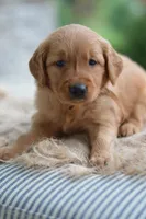 Brown Collar, a male Golden Retriever for sale in Creston, OH – 9 of 10