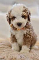 August, a male Miniature Goldendoodle for sale in Creston, OH – 3 of 9
