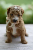 November, a male Miniature Goldendoodle for sale in Creston, OH – 7 of 10