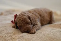 Miny, a female Poodle - Miniature  for sale in Creston, OH – 7 of 10