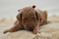 Miny, a female Poodle - Miniature  for sale in Creston, OH – 6 of 10
