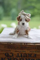 February, a female Miniature Goldendoodle for sale in Creston, OH – 7 of 9