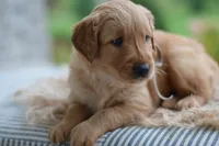 Gray Collar, a male Golden Retriever for sale in Creston, OH – 2 of 9