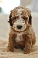 May, a male Miniature Goldendoodle for sale in Creston, OH – 6 of 10