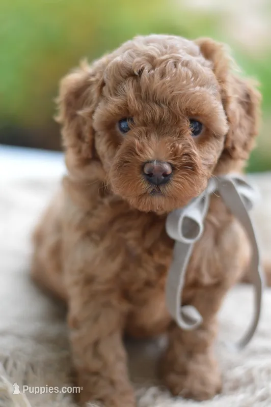 Meeny – Poodle - Miniature  puppy for sale in Creston, OH