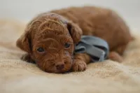 Eeny, a male Poodle - Miniature  for sale in Creston, OH – 3 of 8
