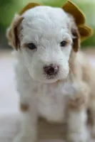 March, a female Miniature Goldendoodle for sale in Creston, OH – 7 of 8