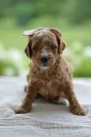January, a female Miniature Goldendoodle for sale in Creston, OH – 1 of 5