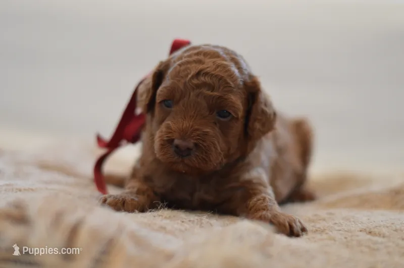 Miny – Poodle - Miniature  puppy on hold in Creston, OH